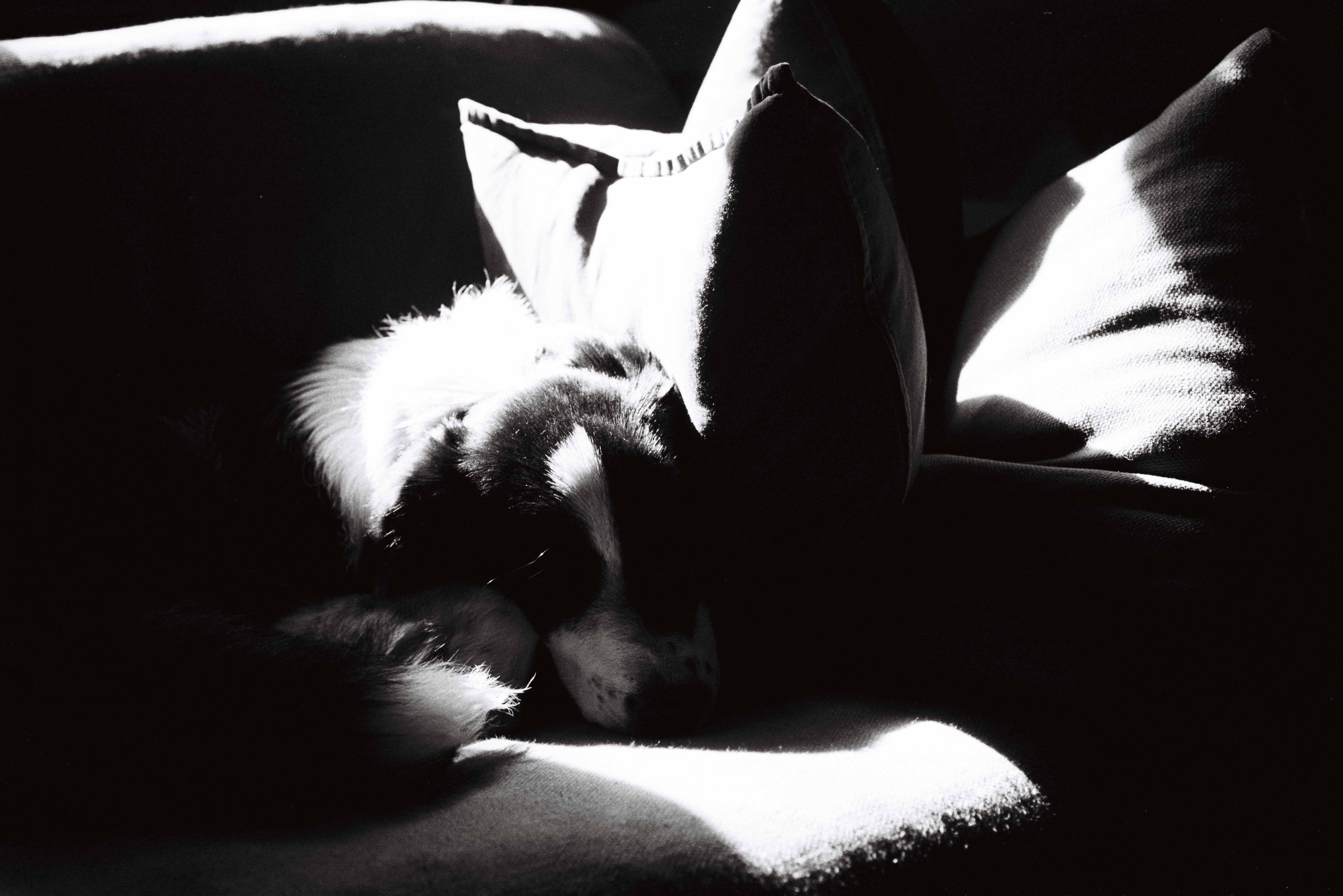 Mamiya 645 vs Pentax 645 Which Medium Format Film Camera is Right for